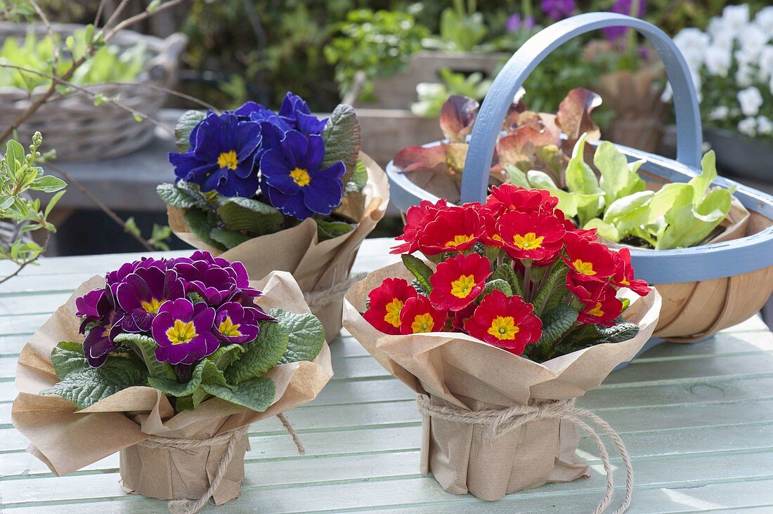 Colourful Primula acaulis (spring primroses) packed in wrapping paper