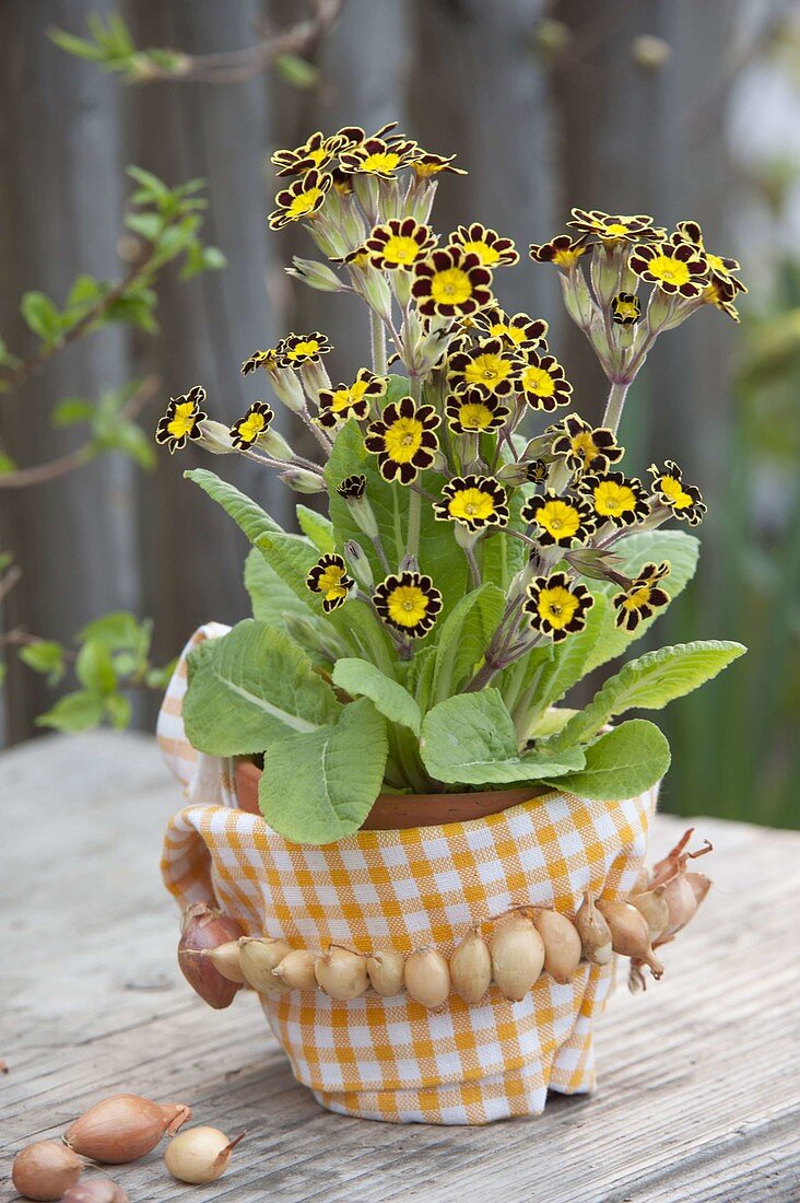 Primula Elatior-Hybride 'Gold Lace' (Hohe Schlüsselblume, Goldgesaeumte