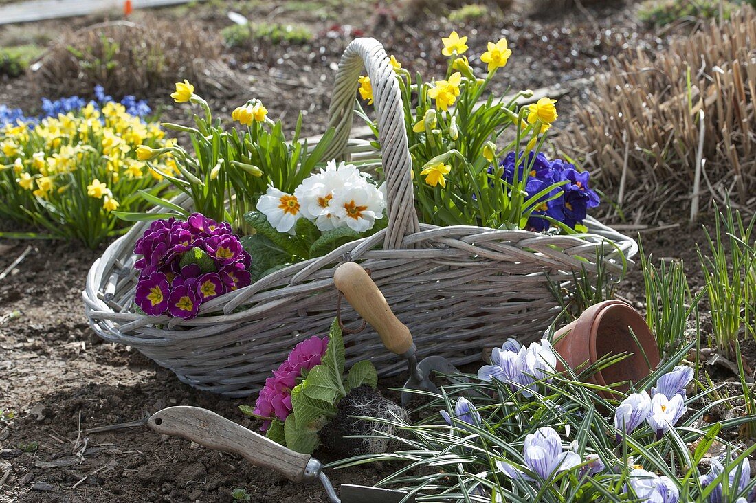 Korb mit frisch gekauften Primula acaulis (Frühlingsprimeln) und Narcissus