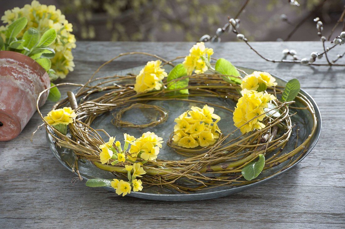 Wreath of Salix alba (weeping willow) with flowers of Primula veris