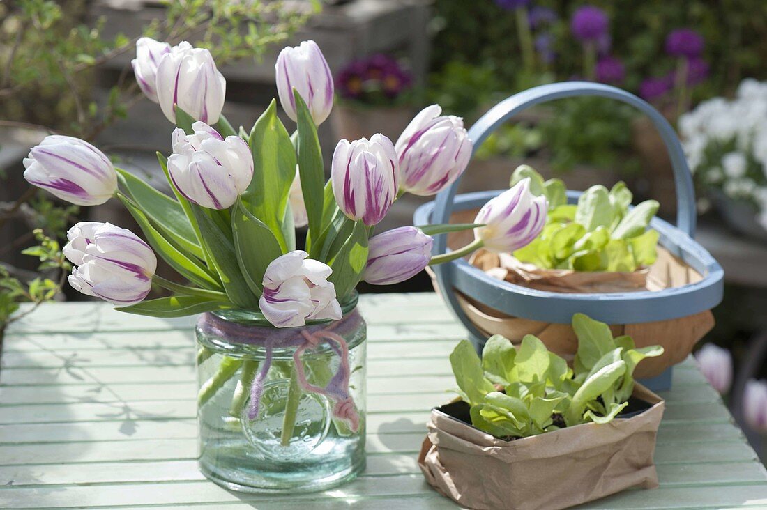 Bouquet of Tulipa 'Flaming Flag' (tulips), young plants of lettuce (lactuca)