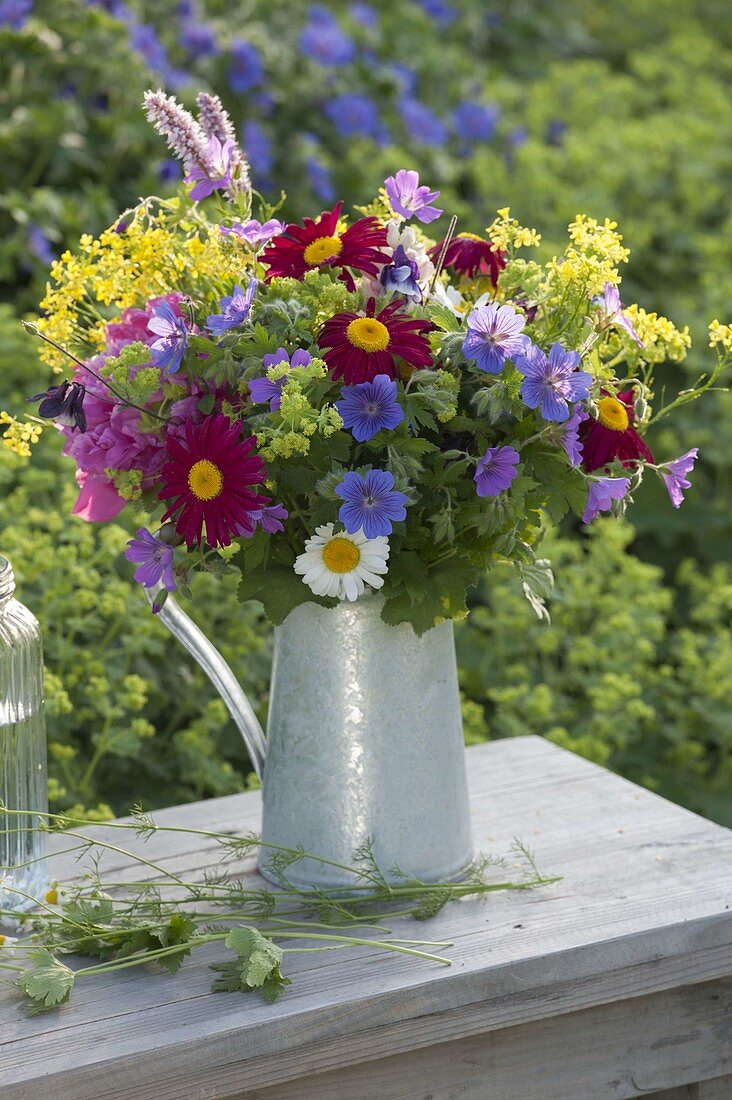 Colourful bouquet of Tanacetum coccineum (red daisies), Isatis