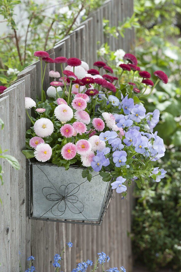 Tin box with spring flowers on fence: Bellis Tasso 'Strawberry & Cream'