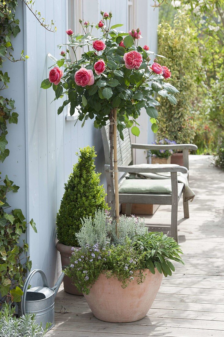 Rosa 'Chippendale' (Nostalgia Rose) underplanted with thyme (Thymus)