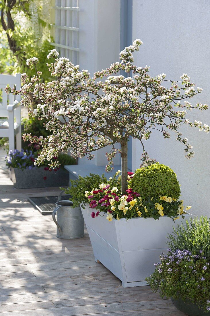 Malus 'Tina' (ornamental apple) underplanted with Buxus (box), Juniperus