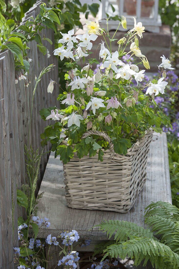 Basket box with Aquilegia (columbine) on a bench by the fence