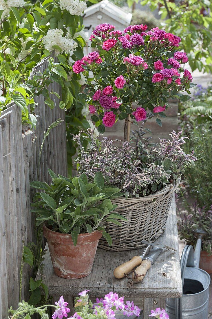 Rosa (dwarf rose) and Sage 'Tricolor' Berggarten '(Salvia officinalis)