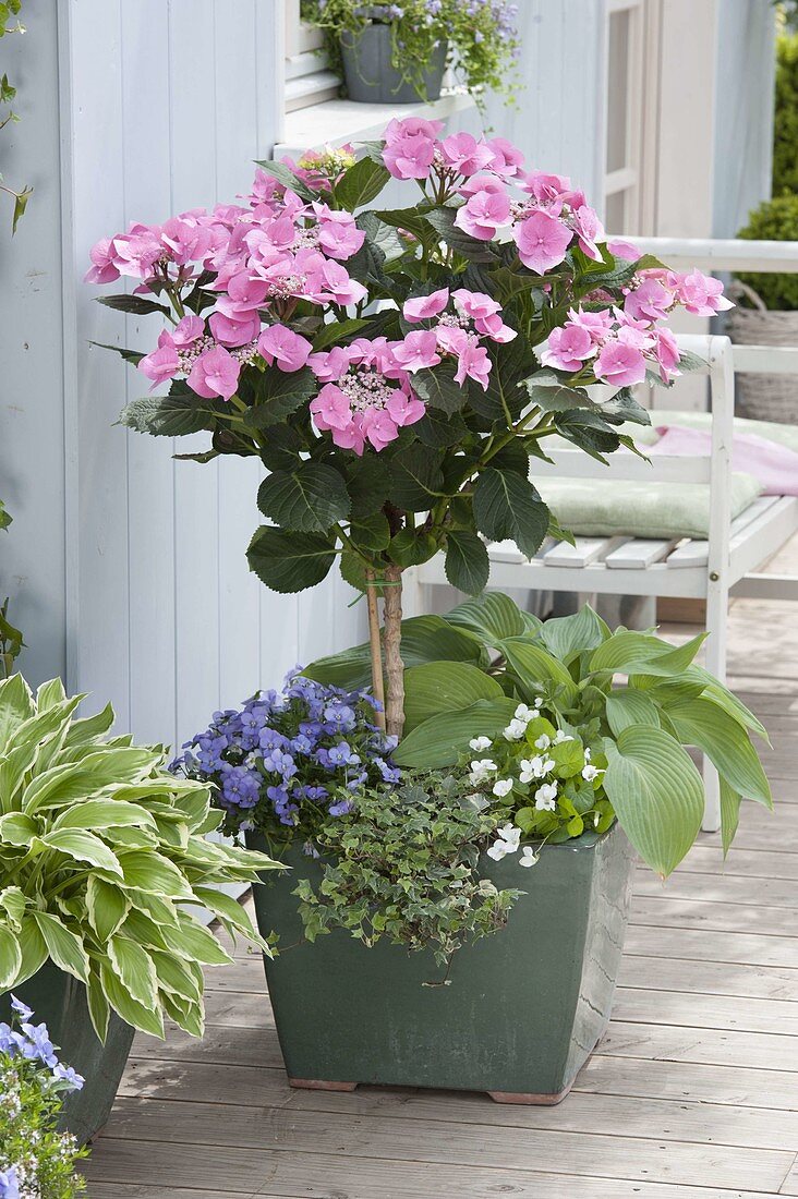 Hydrangea macrophylla 'Dove' (