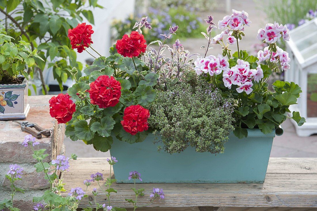 Metallkasten mit Pelargonium zonale Classic 'Atlantis'