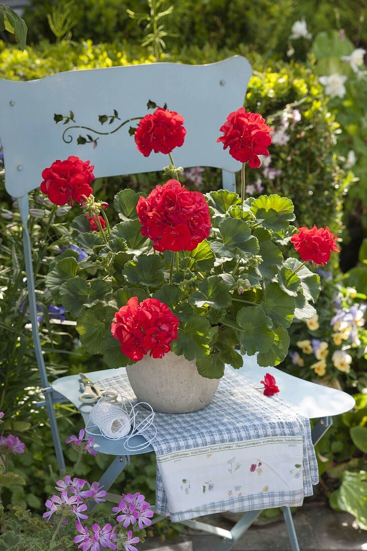 Pelargonium zonale Classic 'Atlantis' (Stehende Geranie) auf blauem Stuhl