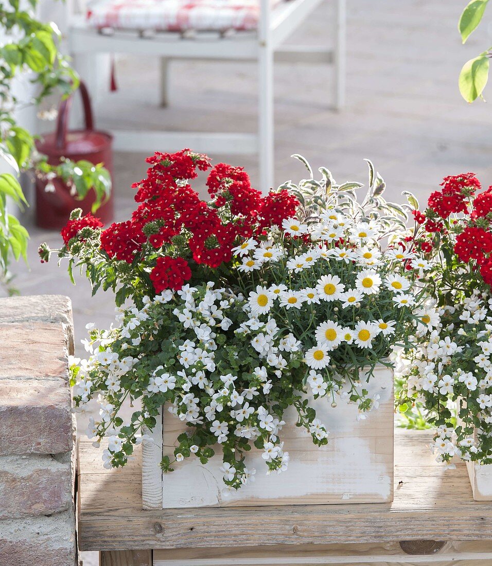 Verbena Estrella 'Vampire Red' (Verbena), Bacopa 'Mega White' (Bacopa)