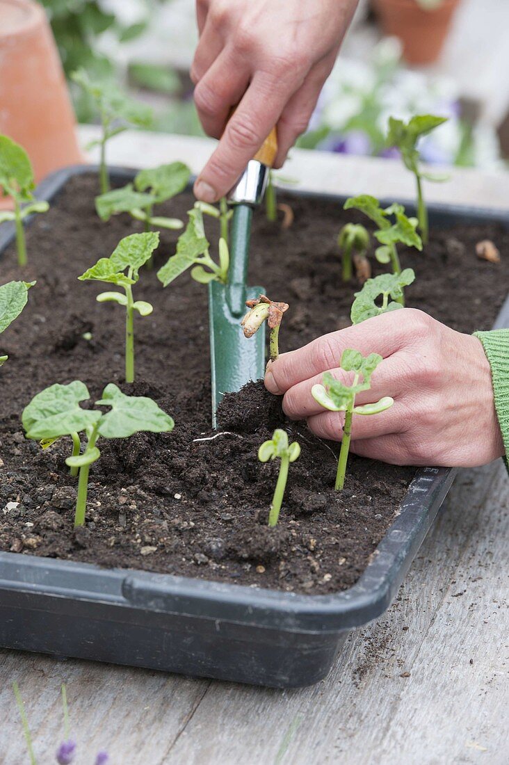 Bush beans 'Marona' (Phaseolus) in black sowing tray