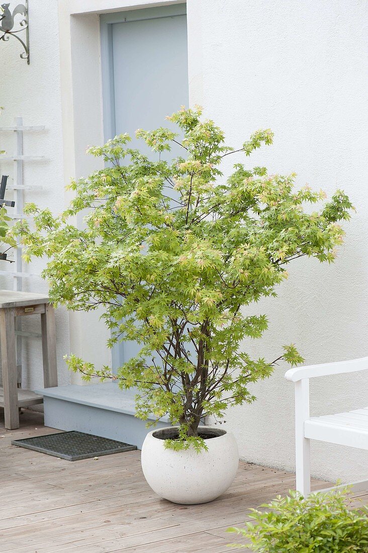 Acer palmatum 'Sangokaku' (Japanese fan maple)