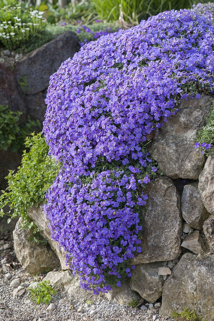 Aubrieta 'Blue Tit' (Blue Cissus) guarding a dry stone wall