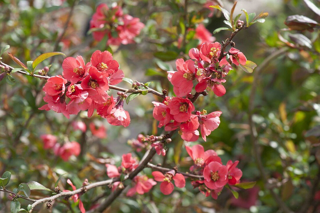 Flowering branches of Chaenomeles speciosa (Chinese ornamental quince)