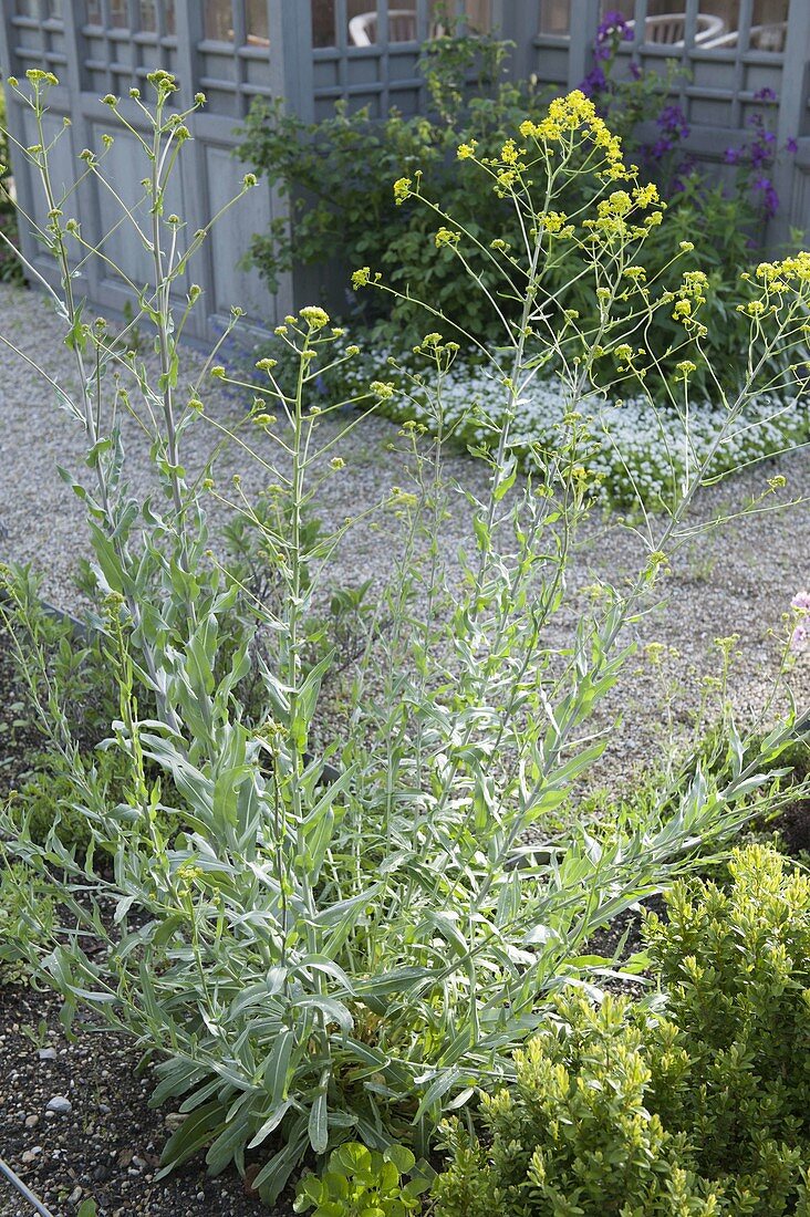 Isatis tinctoria (woad) has been used as a dyeing plant since ancient times.