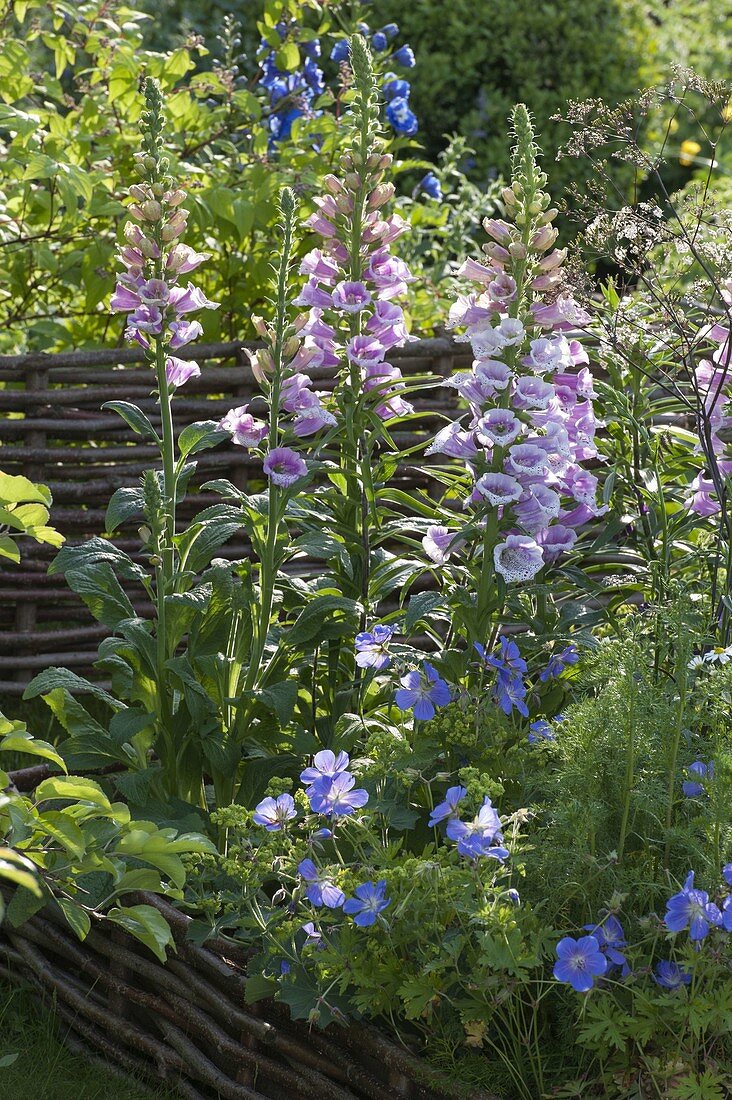 Bed bordered with hazelnut wattle