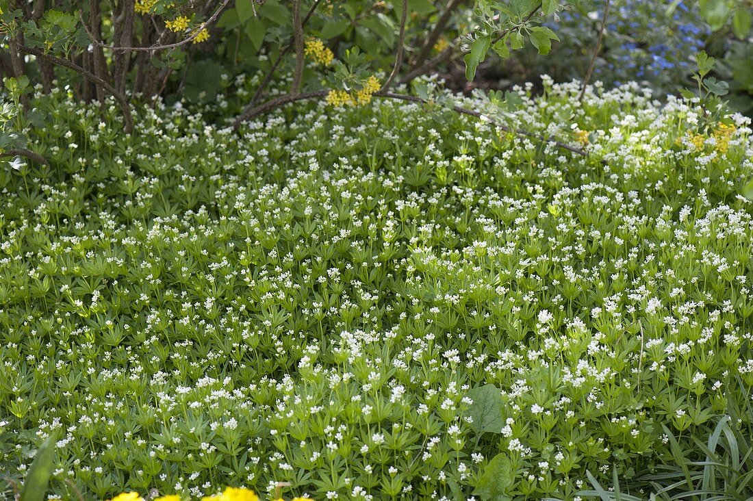 Woodruff (Galium odoratum) as ground cover