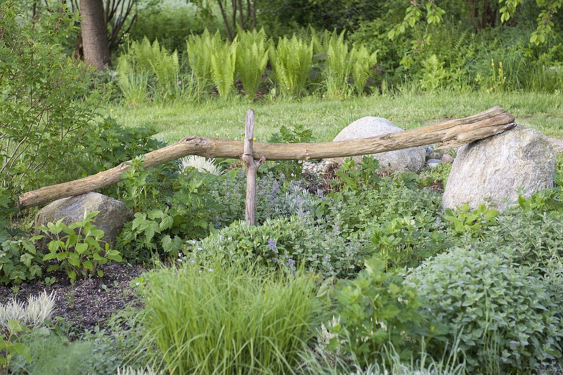 Long weathered branch of an elder as a garden sculpture