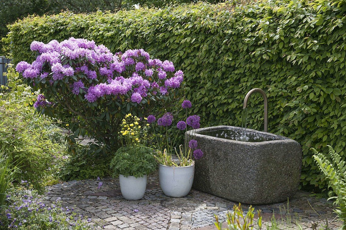 Granittrog mit Wasserspeier auf gepflasterter Terrasse, Rhododendron