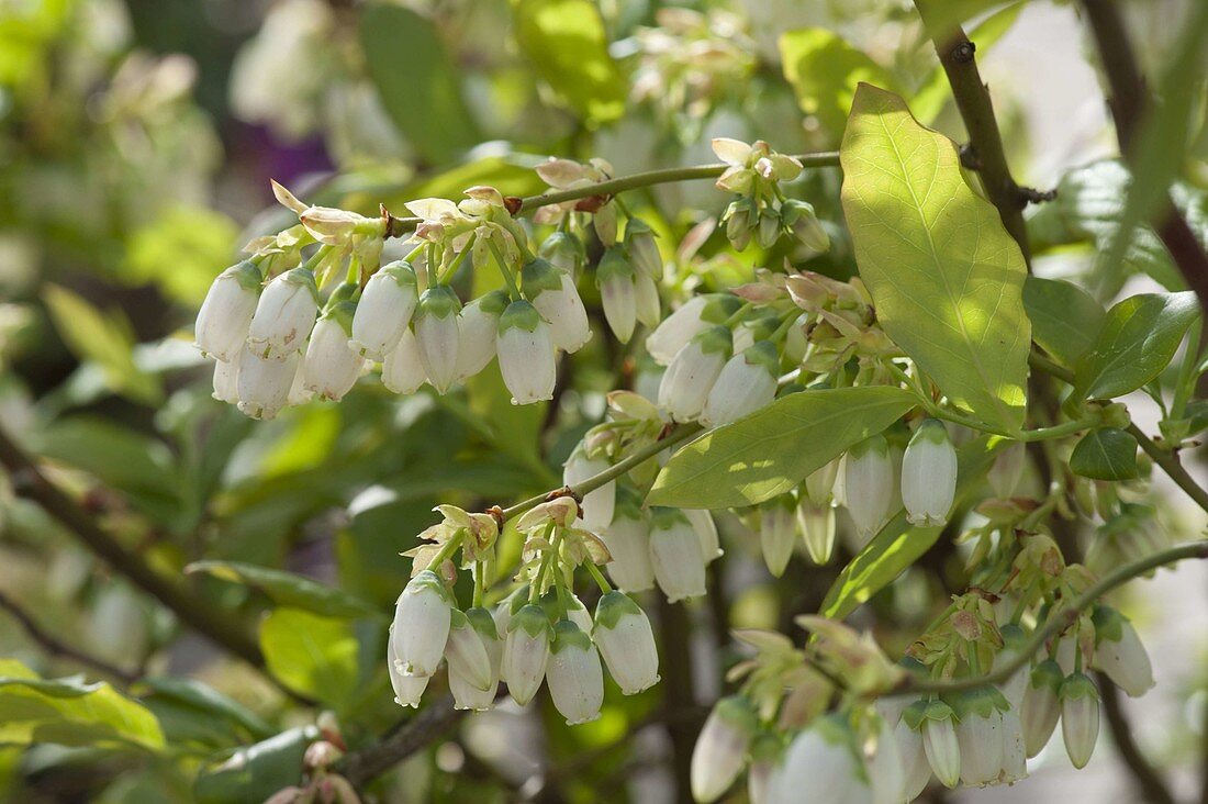 Flowers of blueberry (Vaccinium myrtillus)