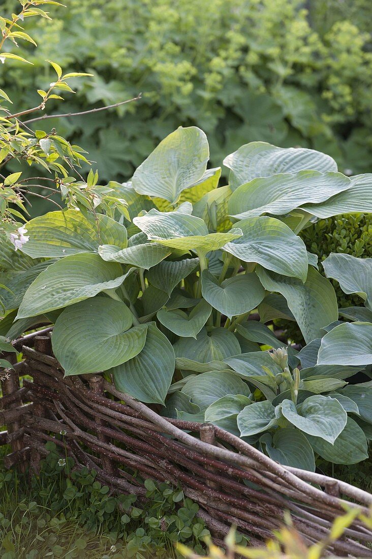 Hosta sieboldiana 'Elegans'