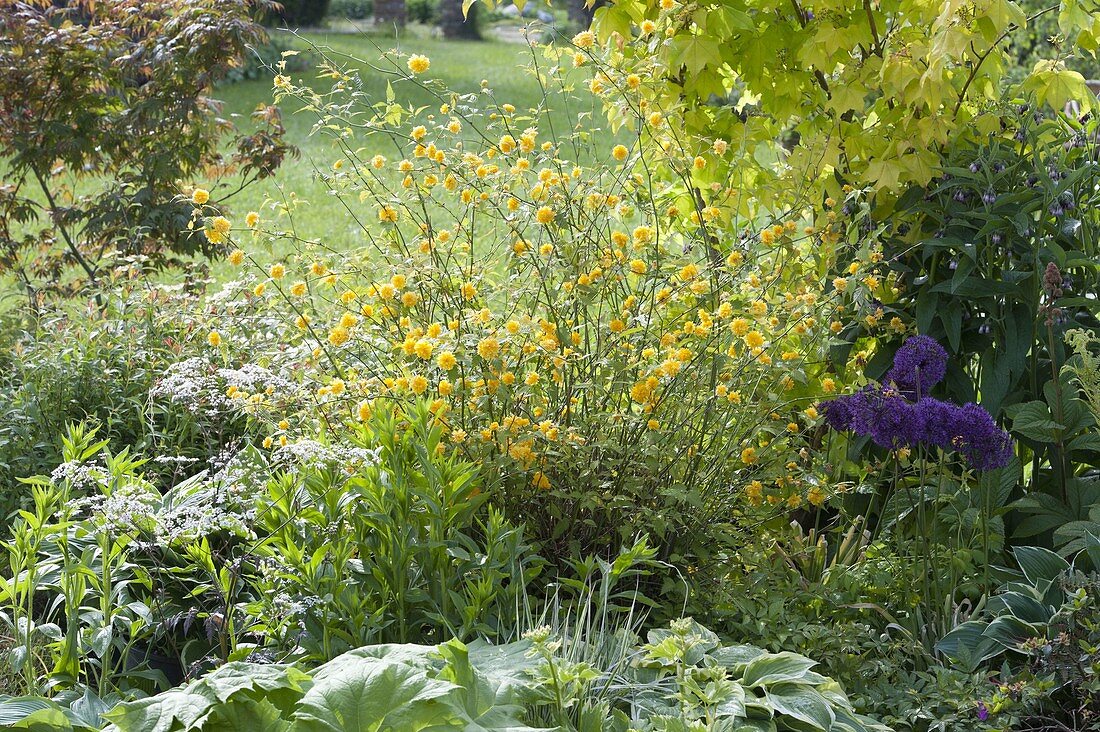 Kerria japonica 'Plena' (Ranunculus) between perennials in the border