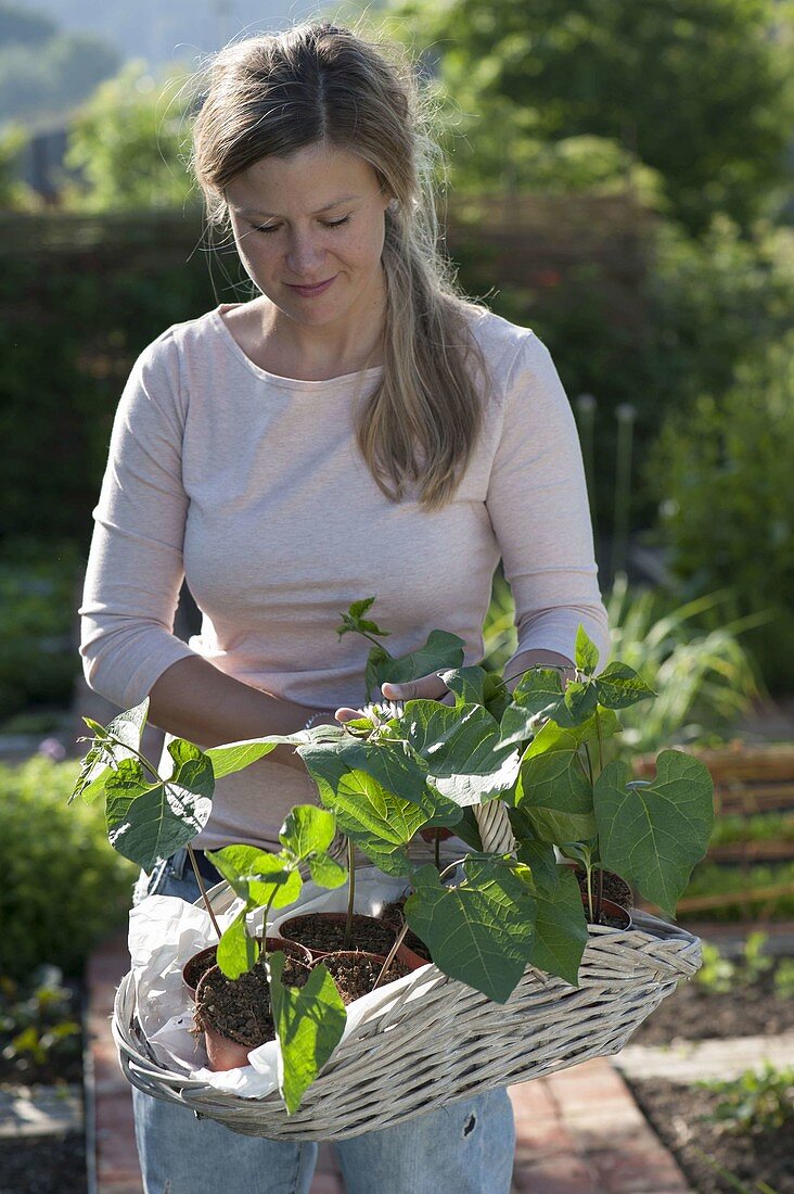 Young woman with young plants of fire beans, climbing beans (Phaseolus)