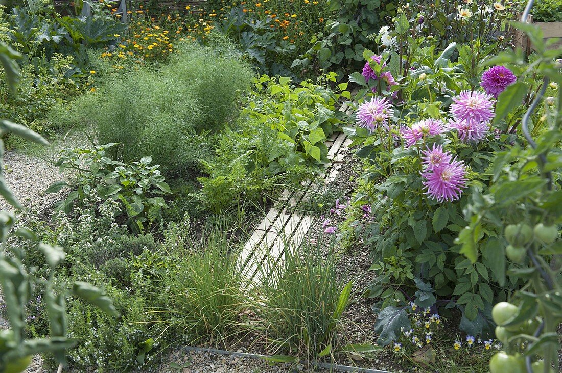 Mixed culture of vegetables, flowers and herbs