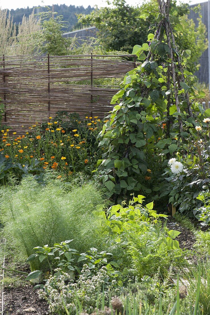 Mixed culture in the vegetable patch with fennel (Foeniculum), bush beans