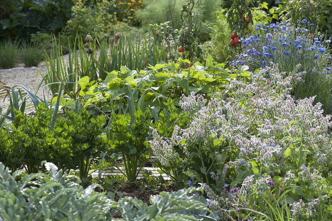 Vegetable garden with celeriac (Apium graveolens), borage (Borago)