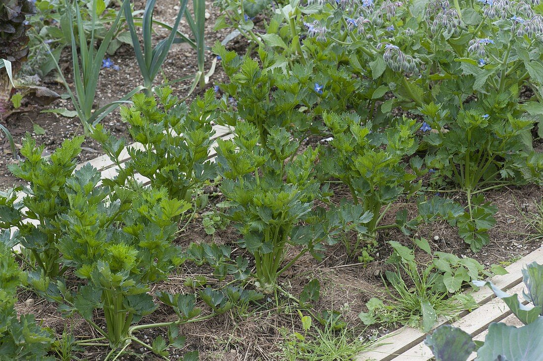 Celeriac (Apium graveolens) in the organic garden