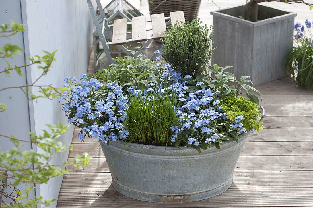 Zinc tub with forget-me-not and herbs