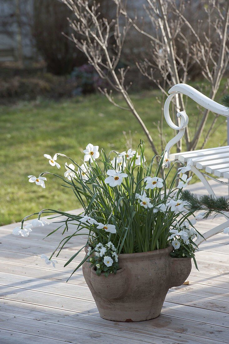 Narcissus poeticus (poet's daffodil) in terracotta pocket amphora