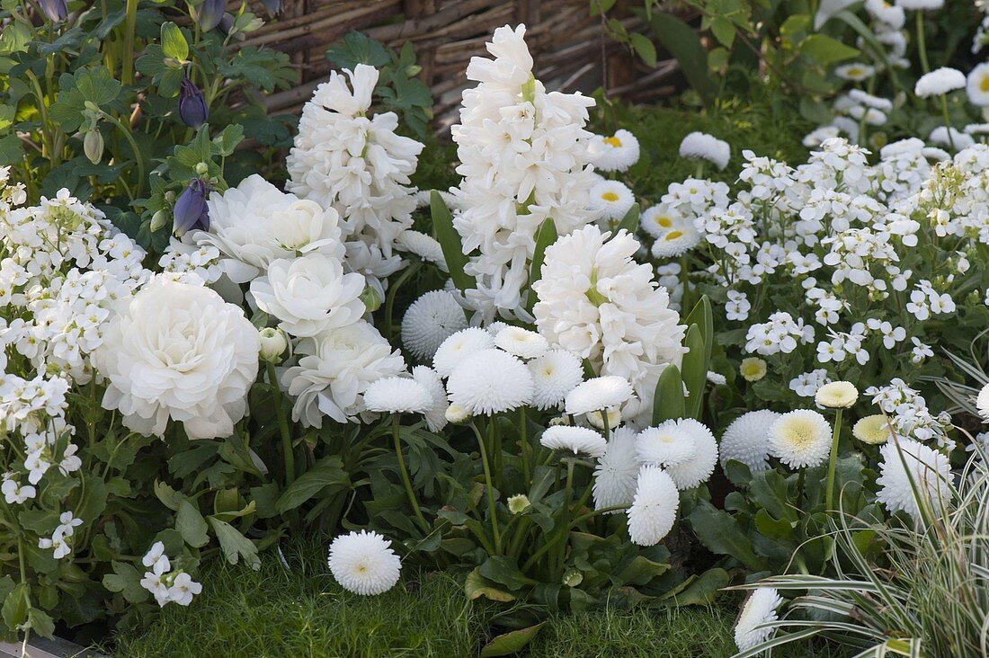 White spring border with Hyacinthus 'White Pearl' (hyacinths), Bellis Tasso