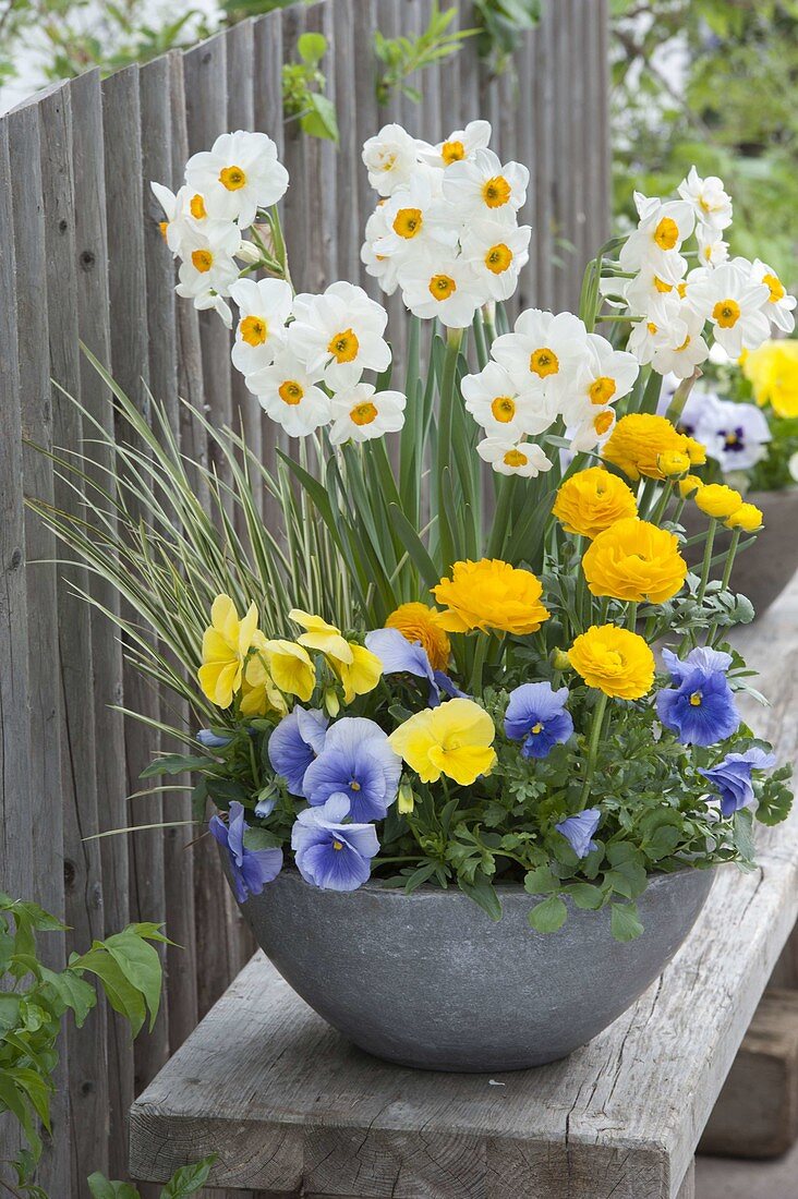 Schale mit Narcissus 'Geranium' (Narzisse), Viola Wittrockiana