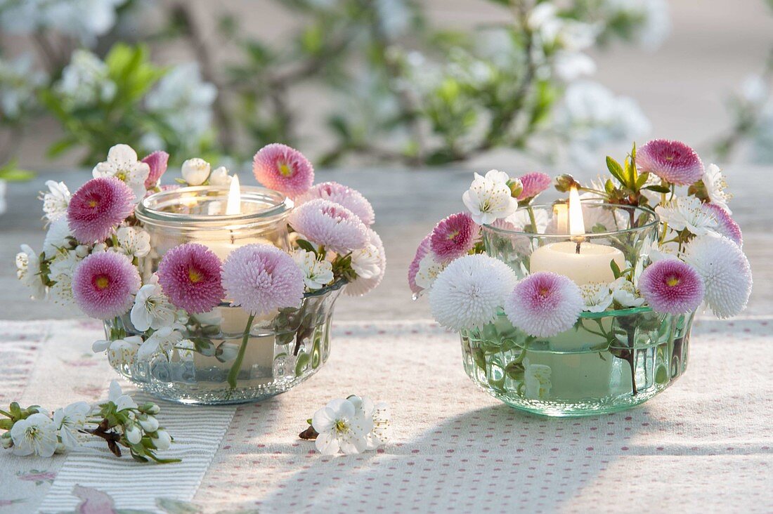 Small lanterns with Bellis Tasso and Prunus flowers