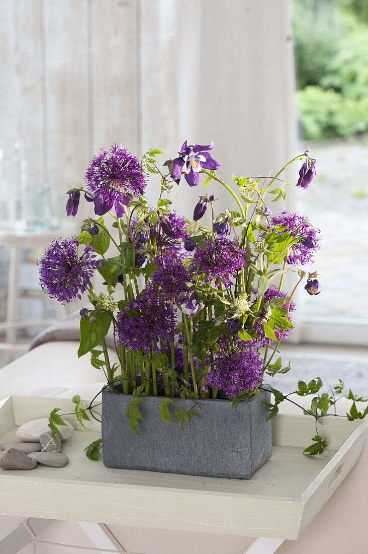 Modern arrangement with Allium 'Purple Sensation' (ornamental leek), Aquilegia