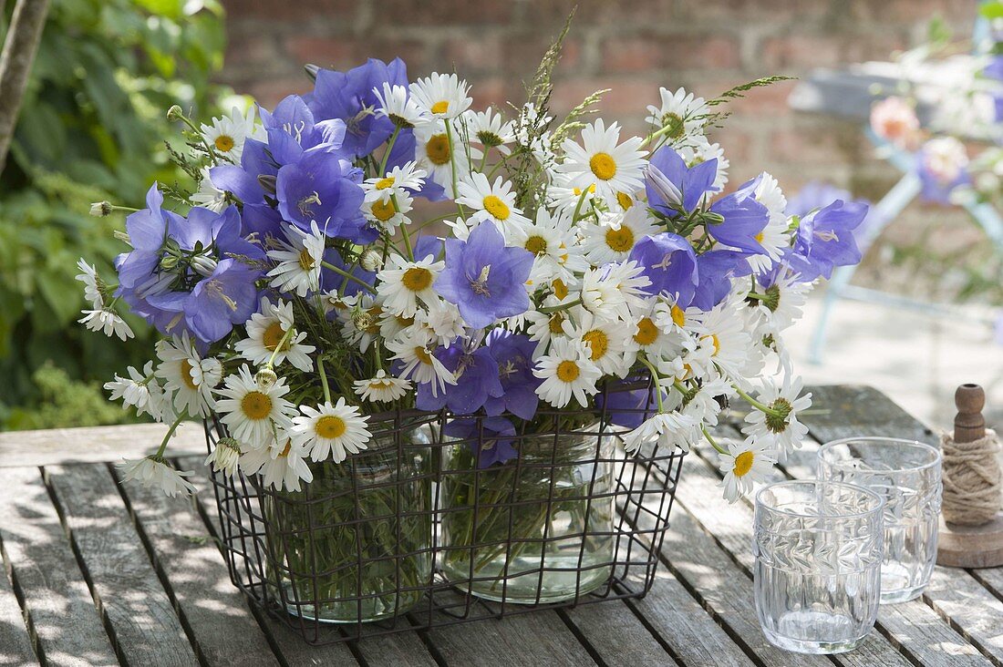 Small blue-white bunches of Campanula persicifolia (bellflowers)