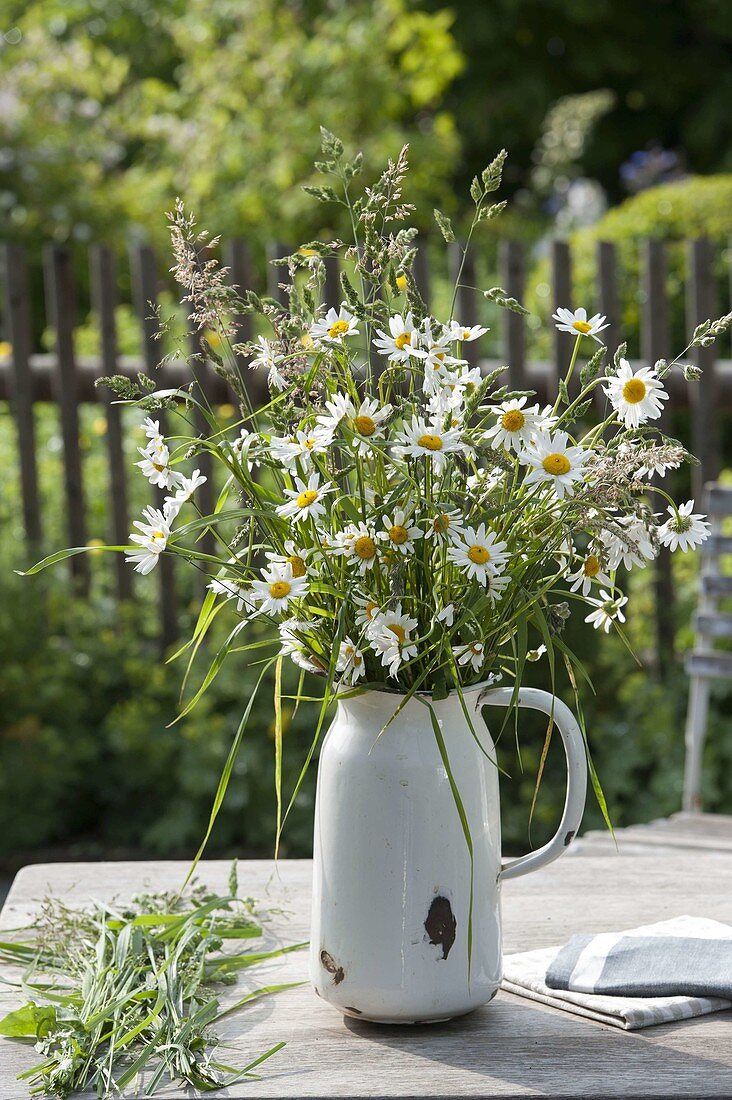 Bouquet of freshly picked Leucanthemum vulgare (daisies)