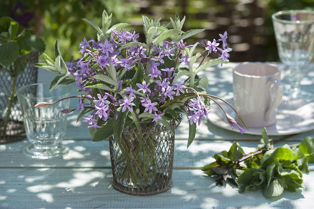 Kleiner Strauss mit Blüten von Tulbaghia violacea (Schnittknoblauch)