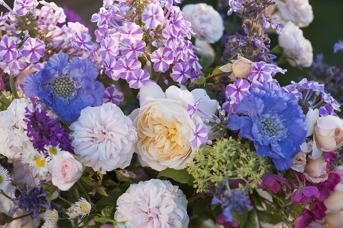 Bouquet of fragrant pinks (roses), Phlox maculata 'Natascha'