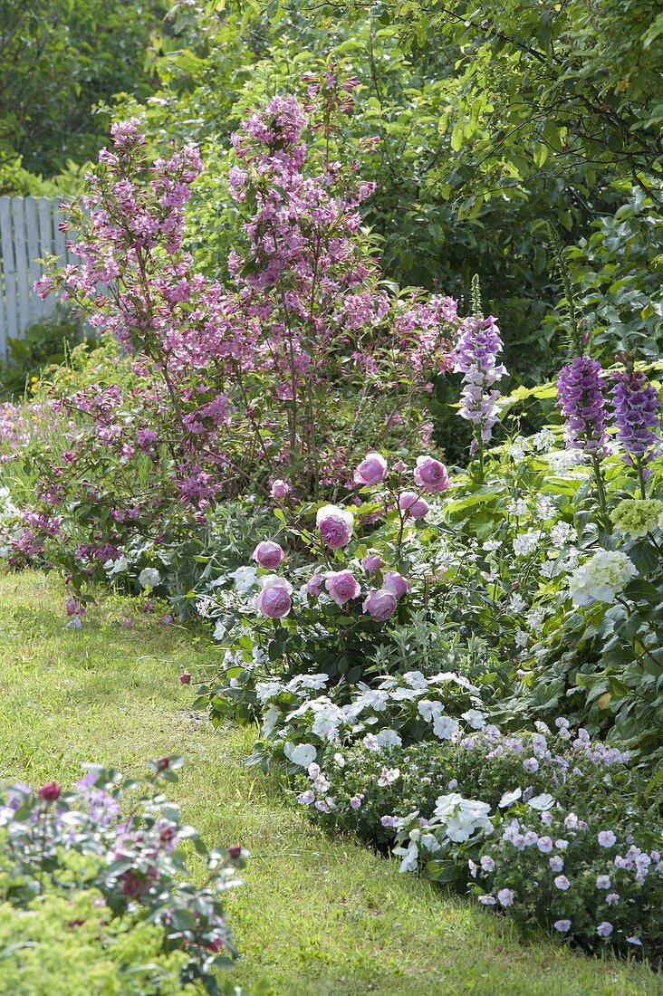 Bed with Weigelia florida and white Impatiens New Guinea