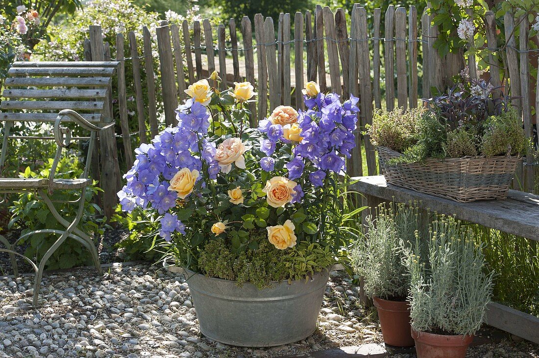 Zinc tub with Rosa 'Candlelight' (noble rose) with strong fragrance, frequent flowering