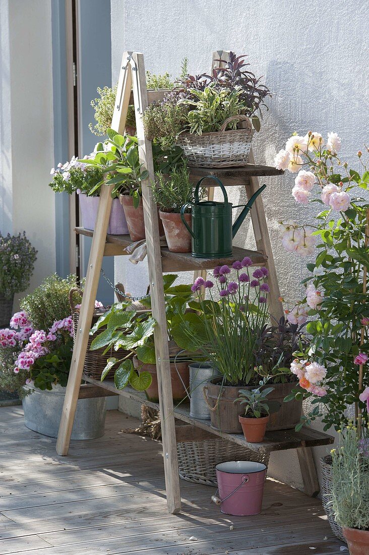 Wooden ladder with boards as flower stairs