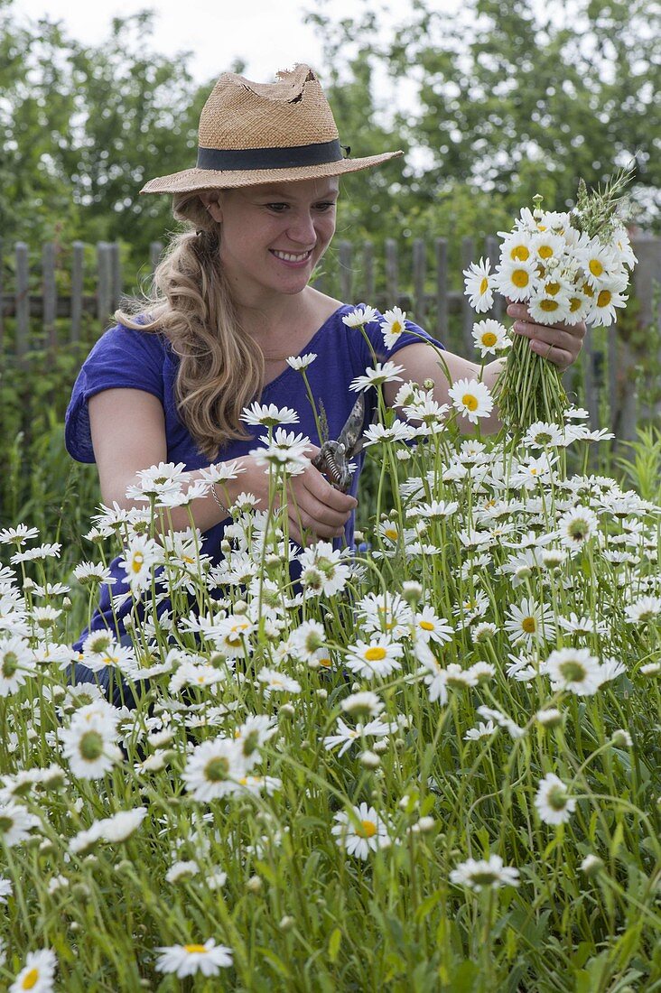 Frau schneidet Leucanthemum vulgare (Margeriten) für einen Strauss