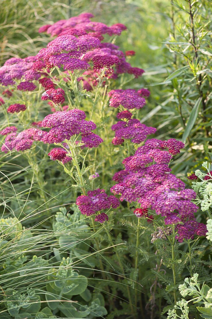 Achillea millefolium hybrid 'Excel' (Yarrow)