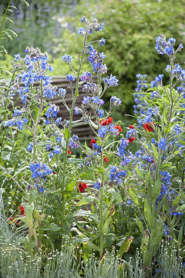 Anchusa azurea 'Loddon Royalist' (Ox tongue), Santolina