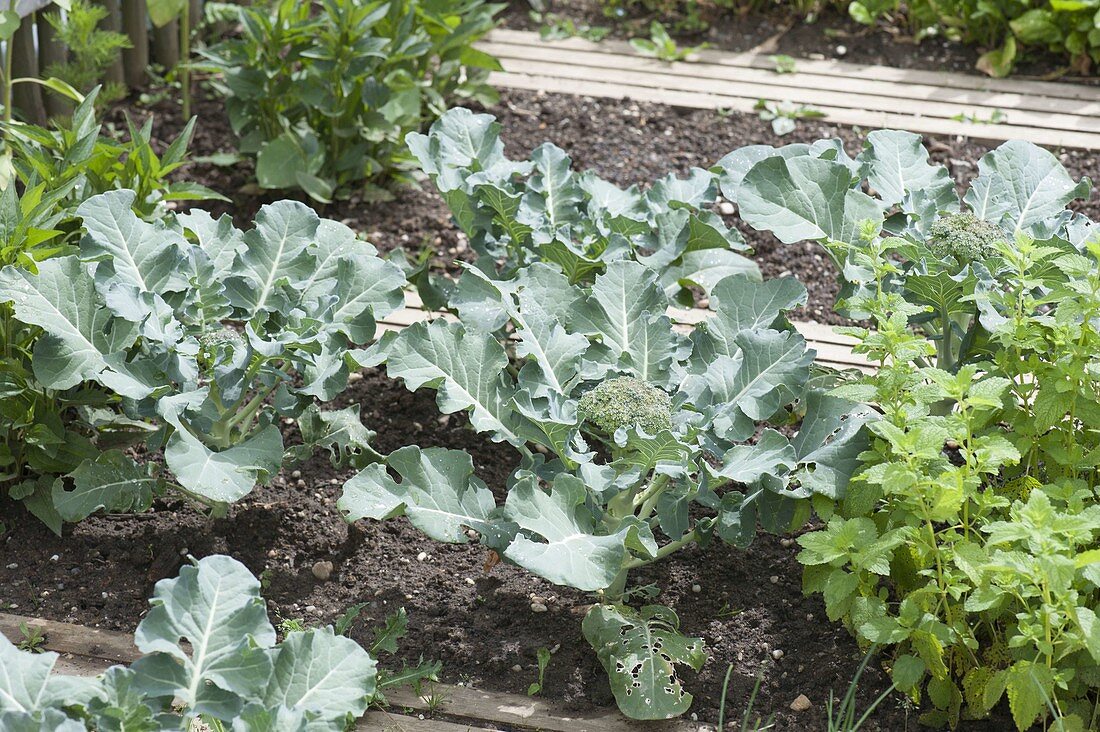 Broccoli, broccoli (Brassica oleracea var. silvestris) in the border