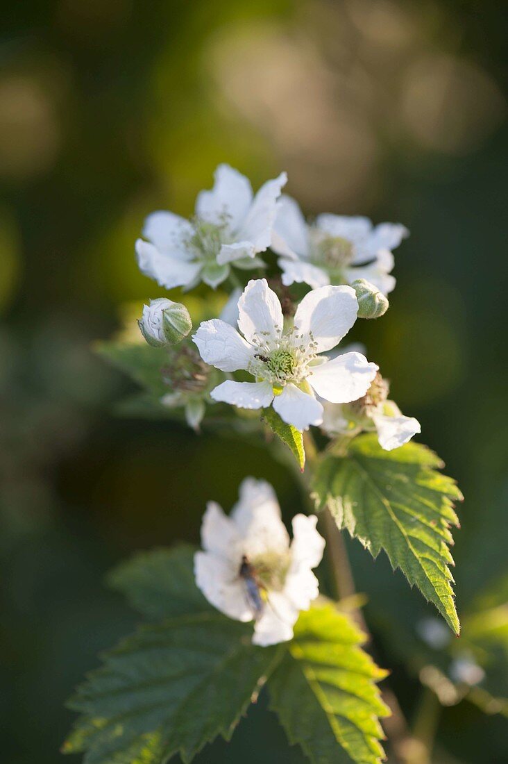 Blossoms of blackberry (Rubus fruticosus)